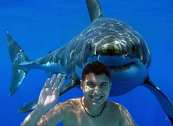 Image result for sneak attack shark