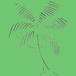 Palm-Tree-Sketch