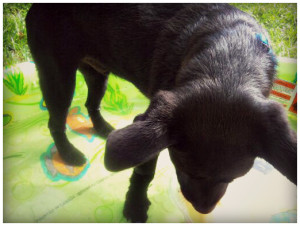 Puppy in Kiddie Pool