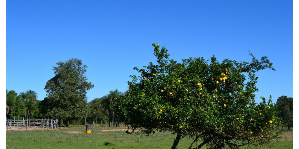 Lemon-Tree