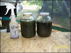 homemade-natural-pesticide