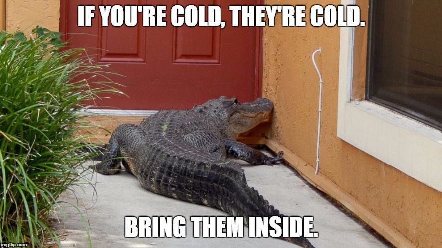 cold-alligator-meme